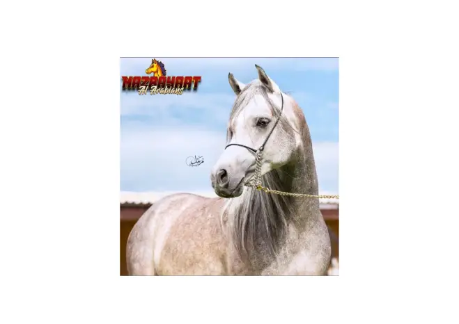 AL arabians